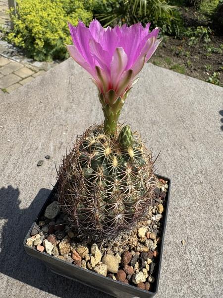 Thelocactus schwarzii